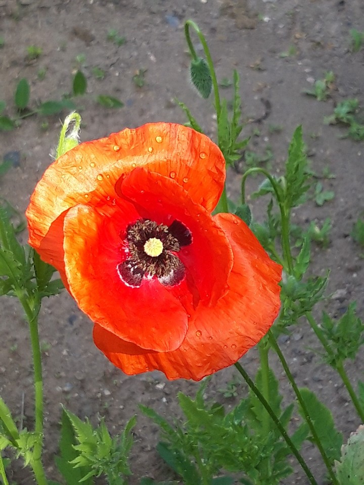 poppies