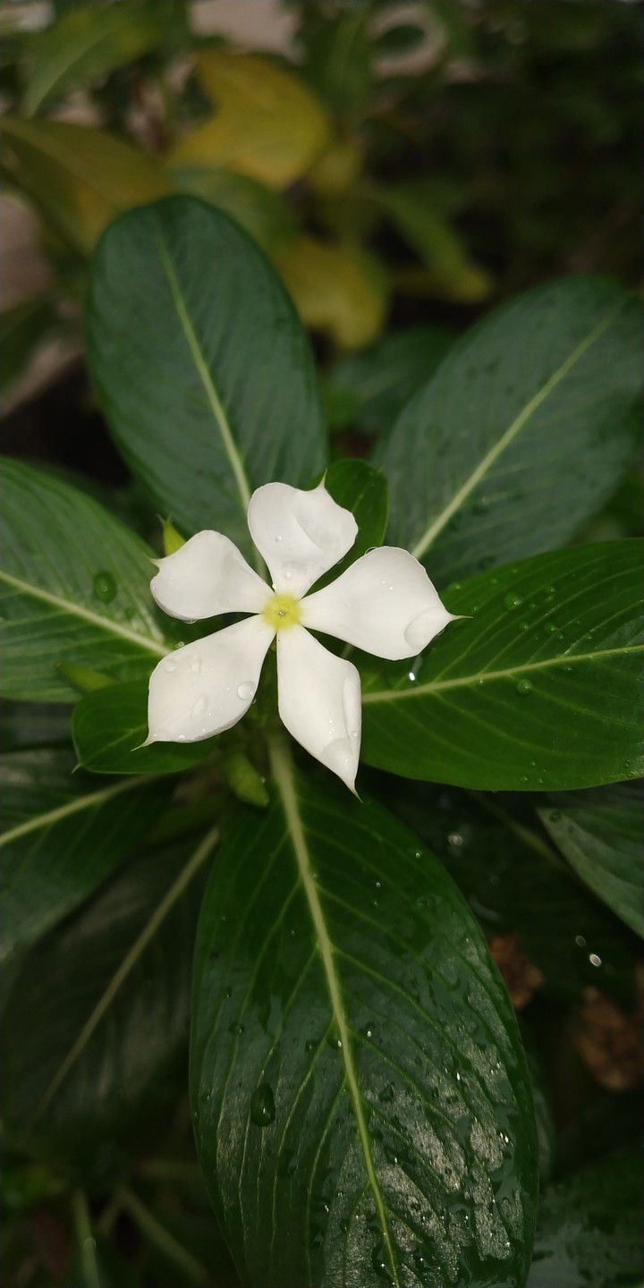 flowers?