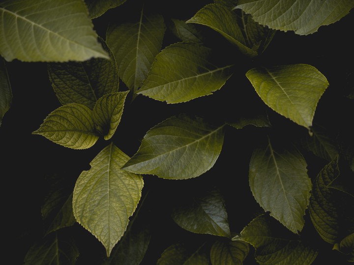 Leaves