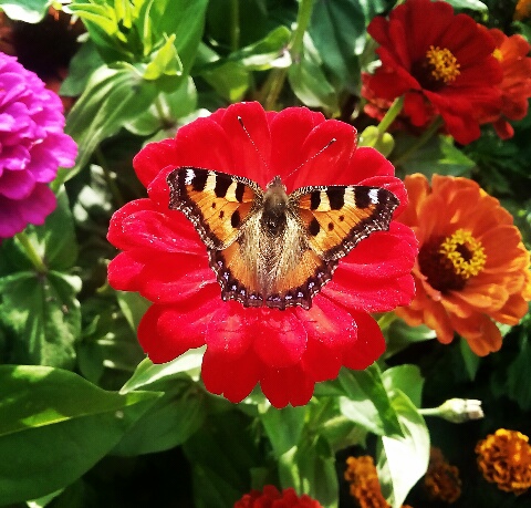 butterfly