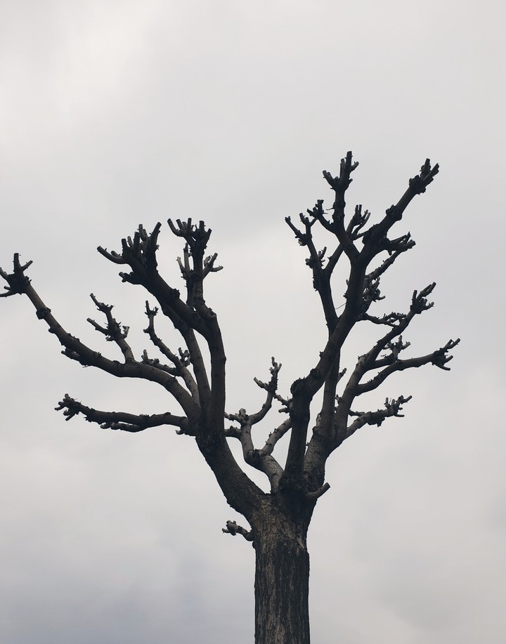 old tree