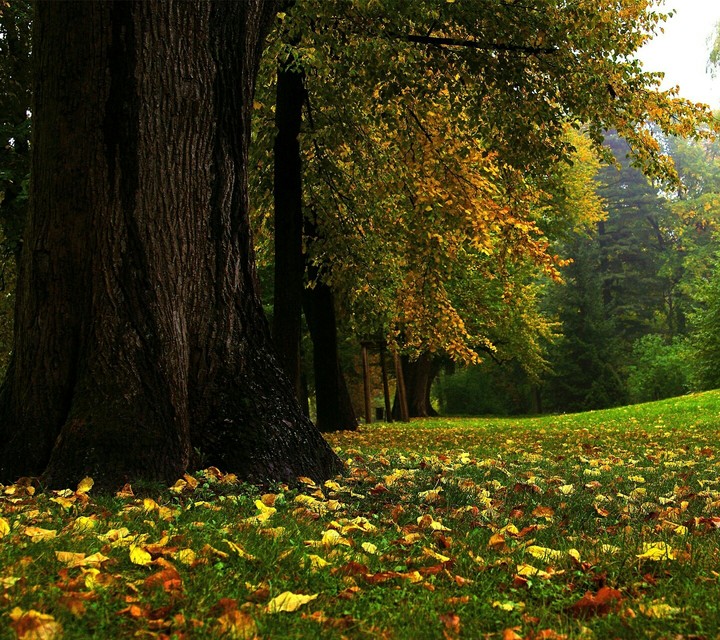 عکس زیبایی از درختان یک جنگل❤❤
