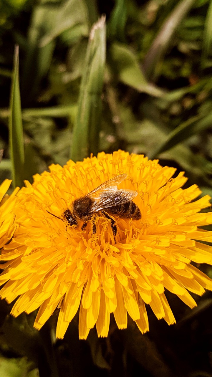 spring