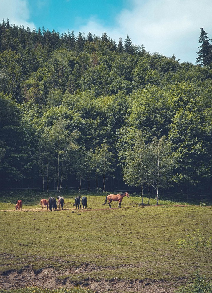 lonely horse
