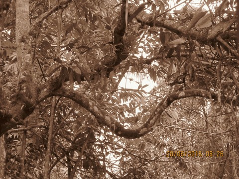 tree branches