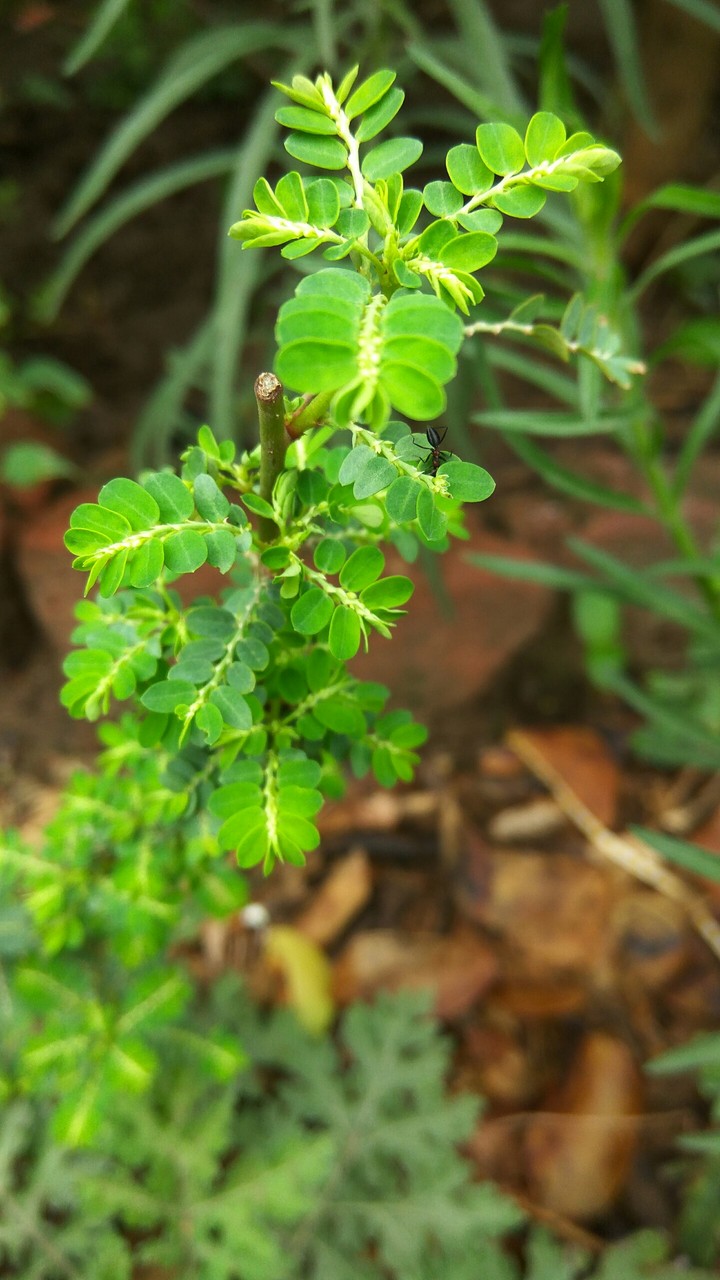 Small tree