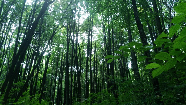 from forest with love