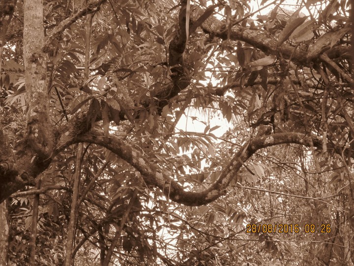 tree branches
