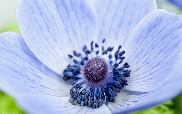 oxus-CP0026
