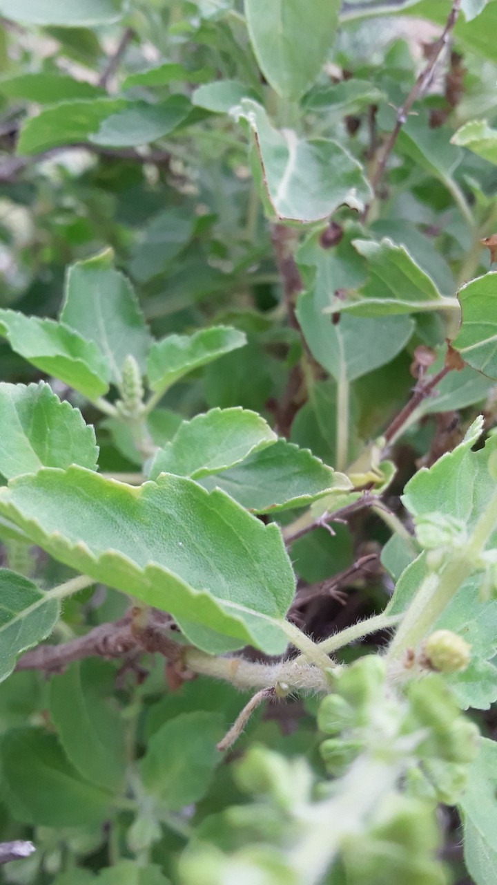 plants