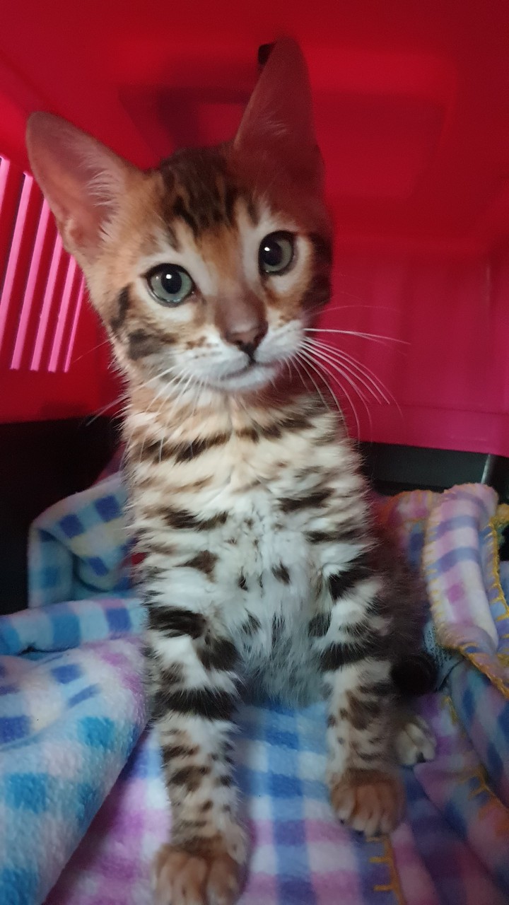 Bengáli cat Giorgio