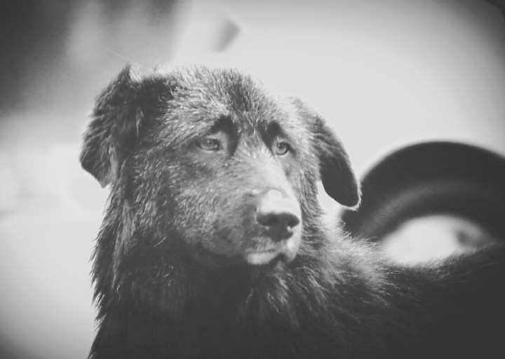 The Dog