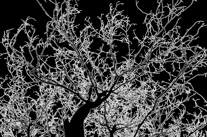Magic tree