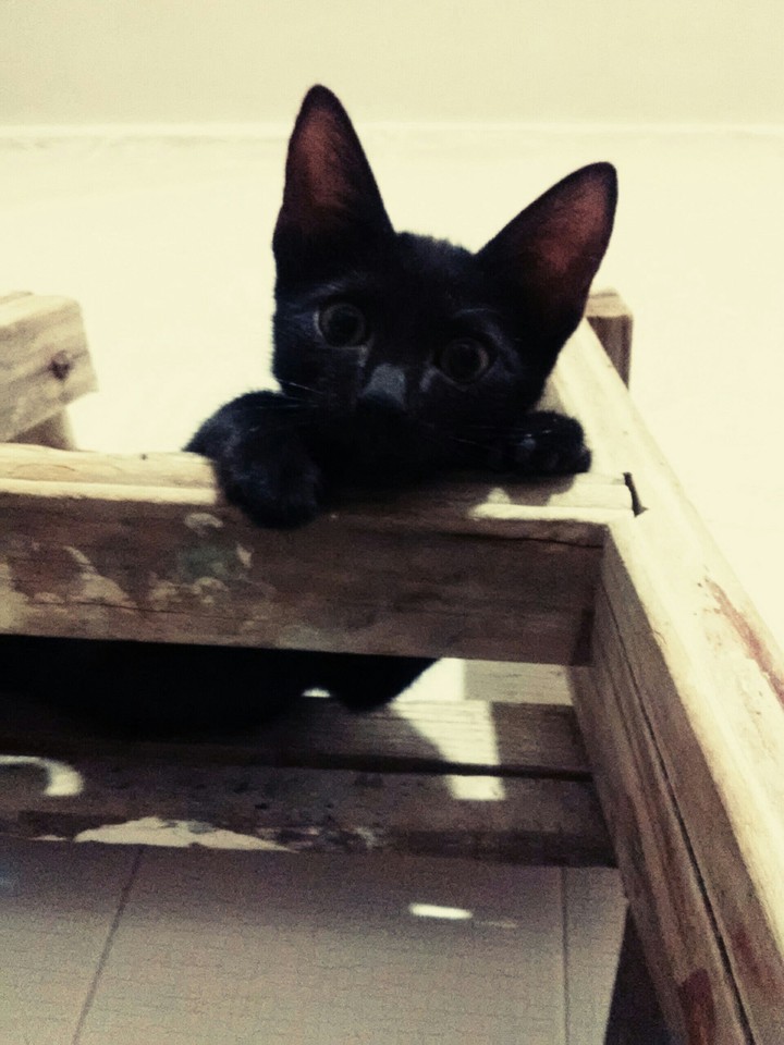 gatito