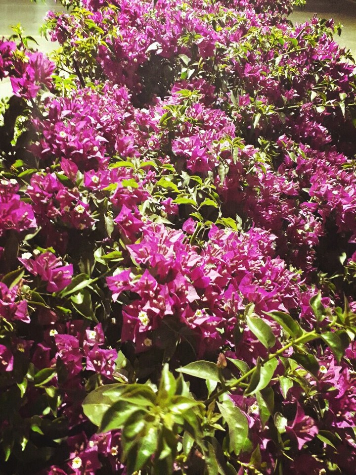 Naturaleza