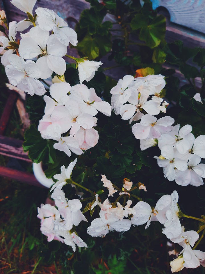 #flowers