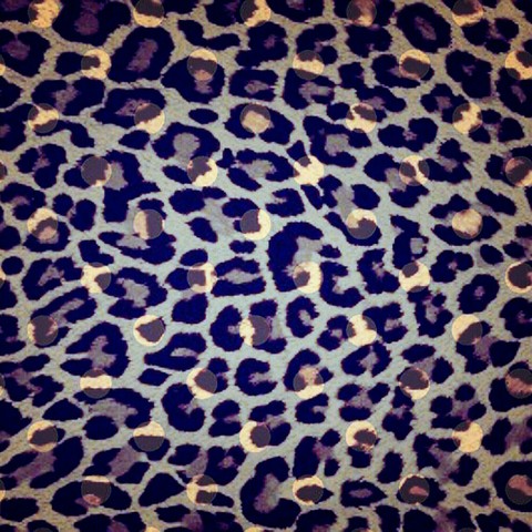 leopard