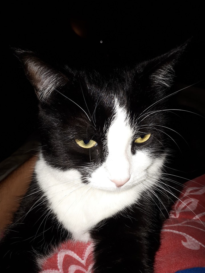 my cat