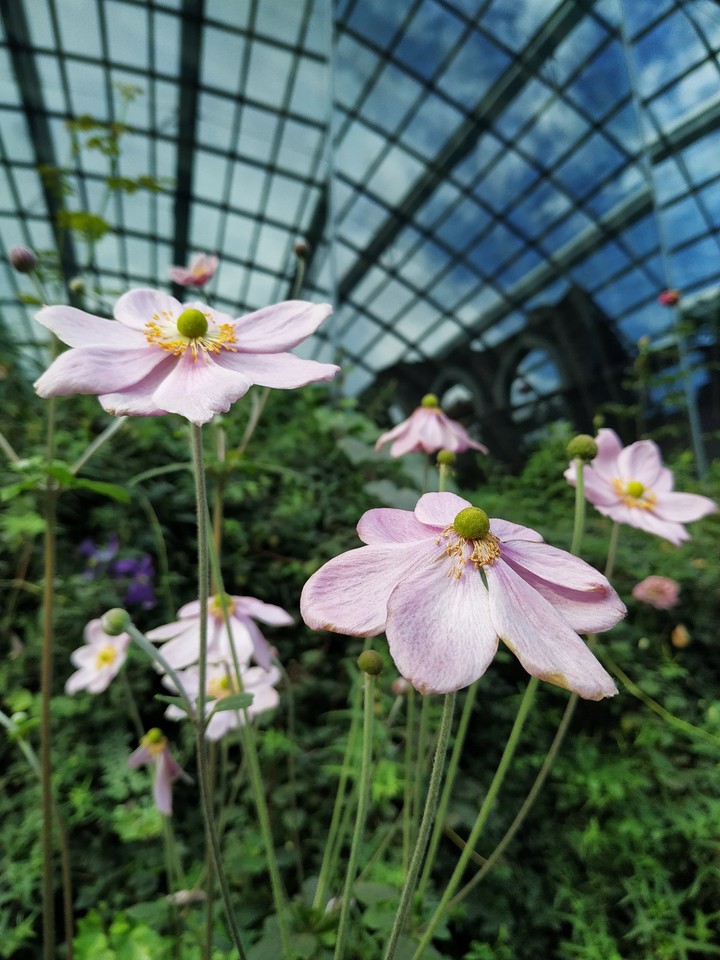 flower dome