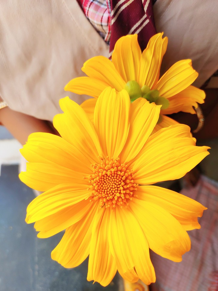 beautiful flower