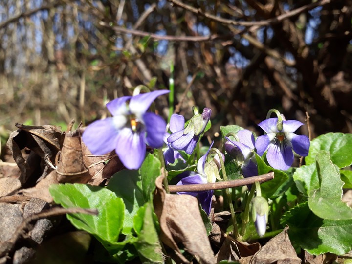 First day of spring