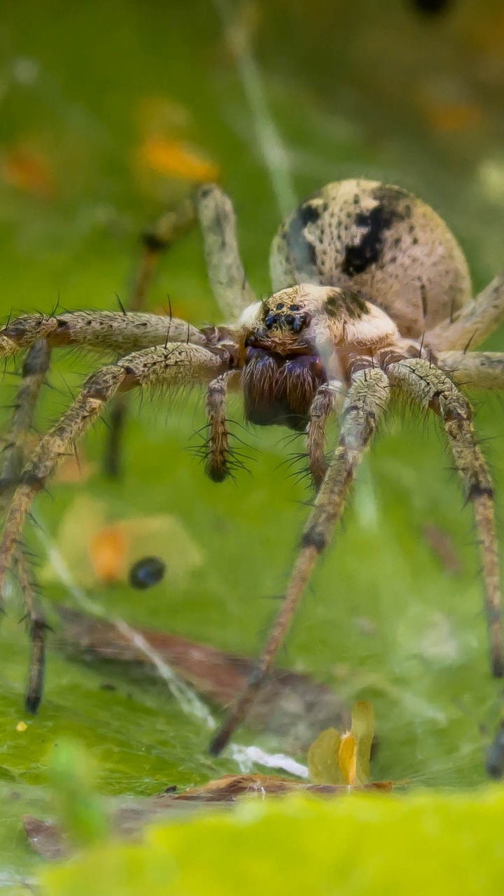 Spyder  net