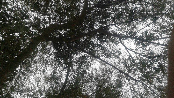 tree