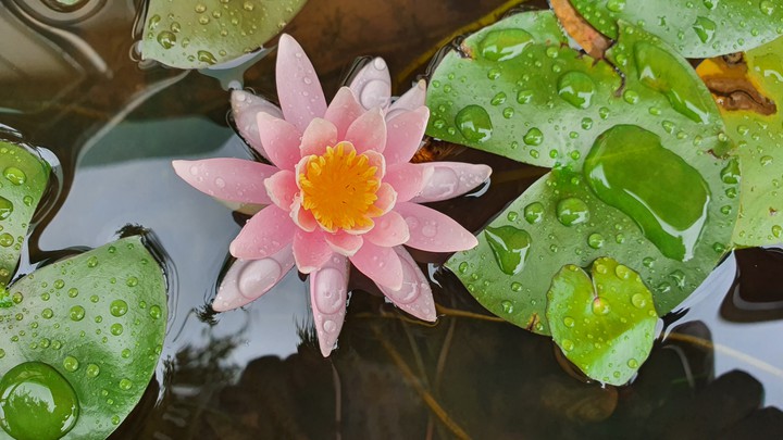 Nymphaea tetragona