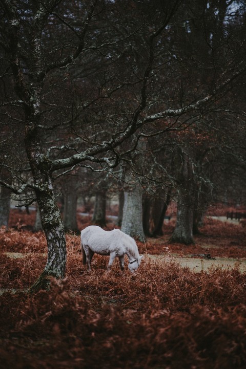 horse