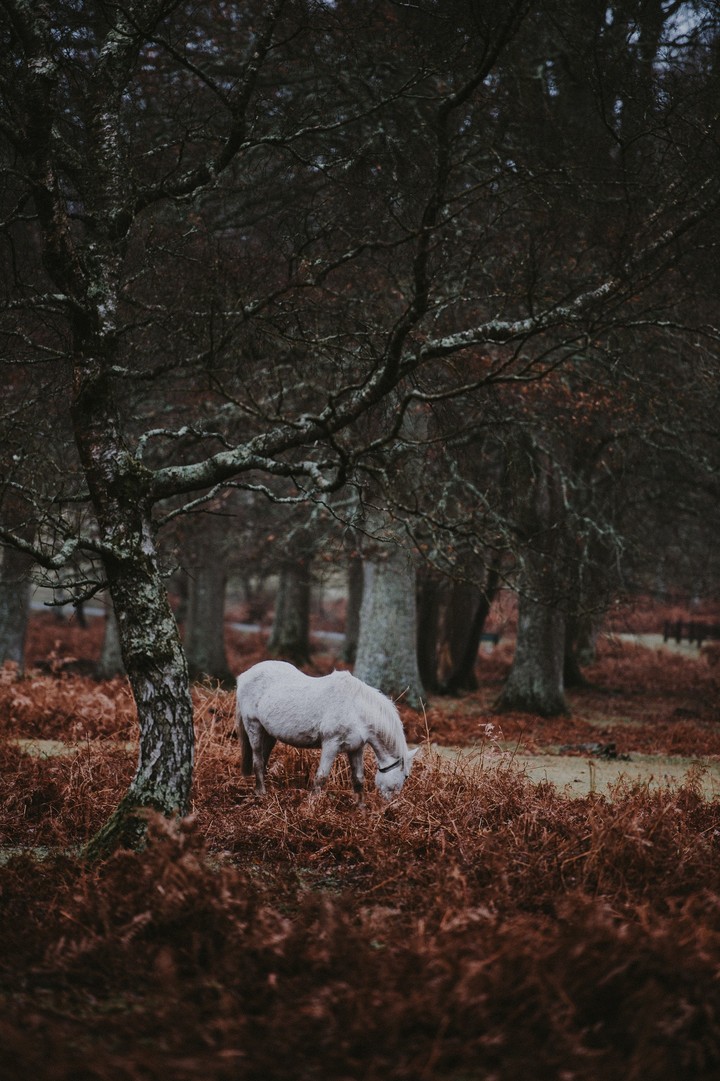 horse