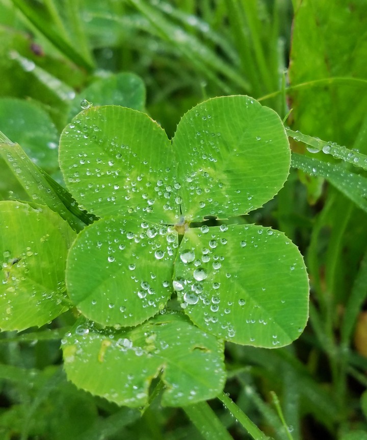 four leaf clover