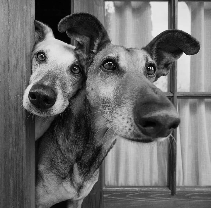 dogs