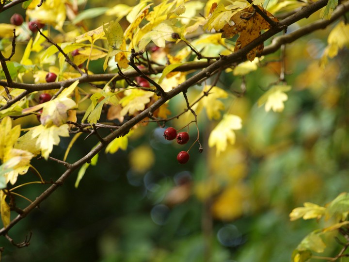 finely fall