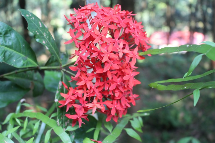 shiju seethathodu