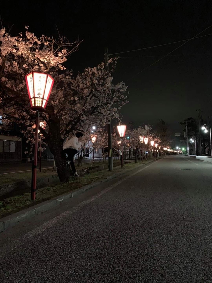 Night Sakura