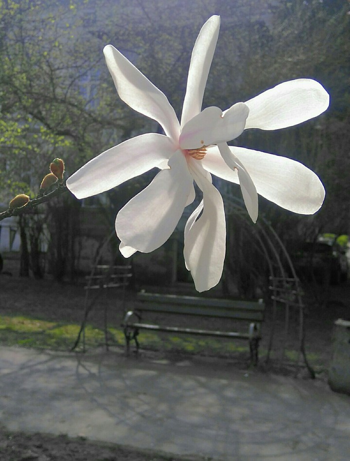 Magnolia