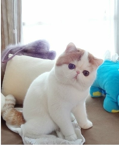gatitos