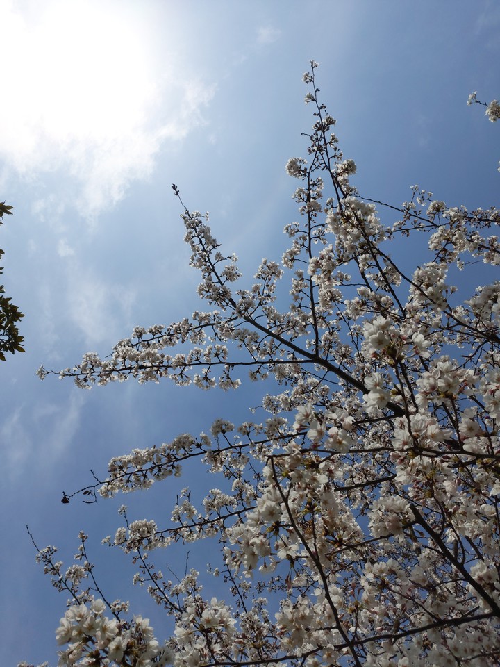 cherry blossom