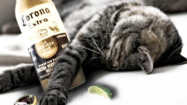 Alcoholic cat