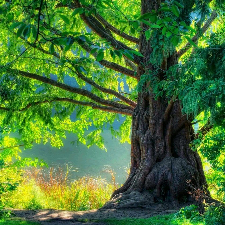 Tree Shed