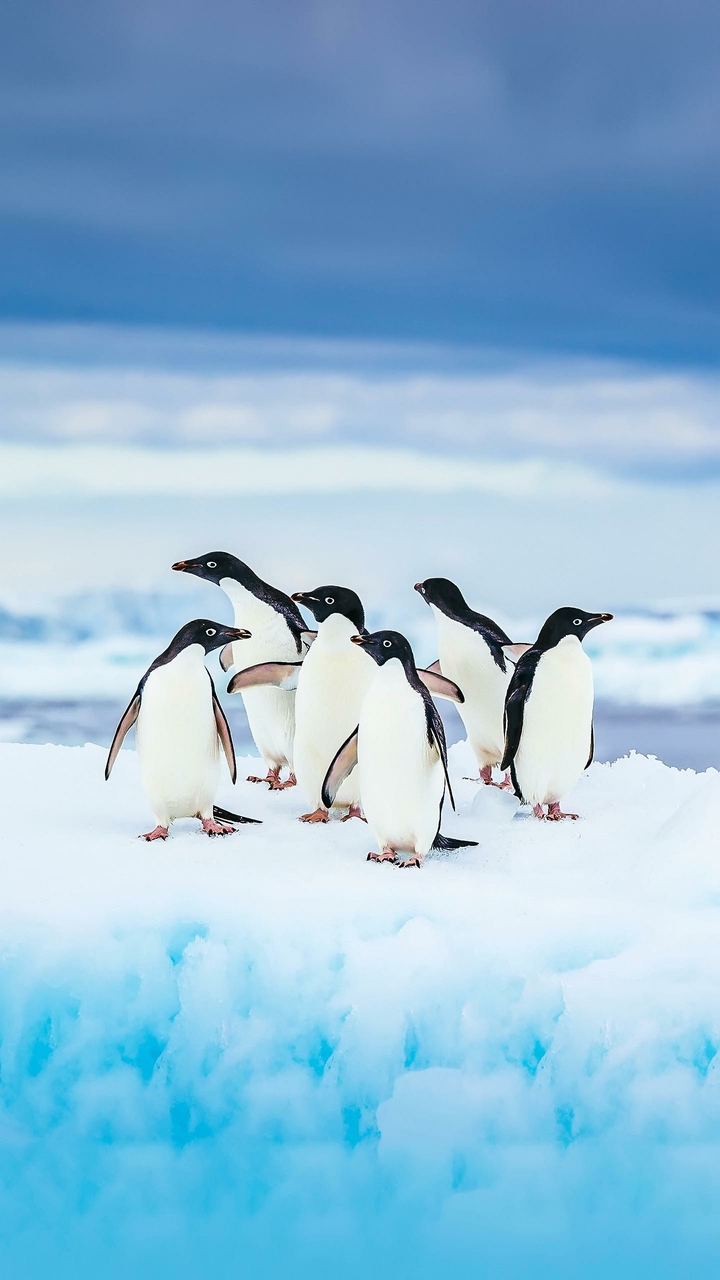Penguins ❣️