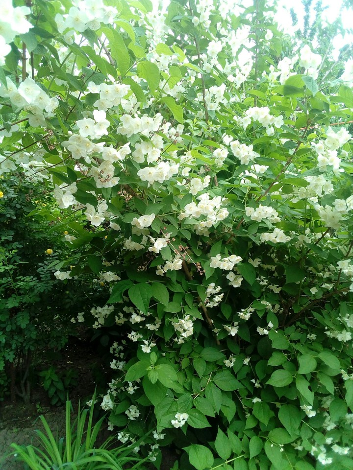 Jasmine