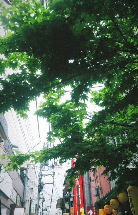 tapety plant, shrub