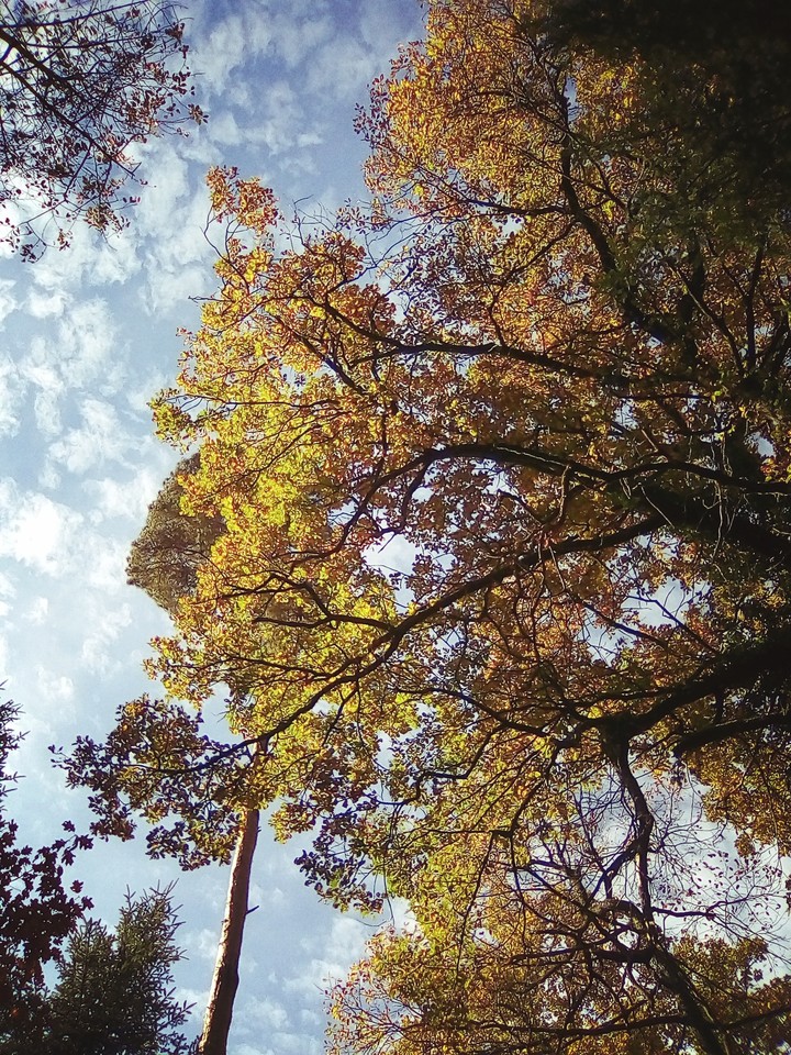 Trees