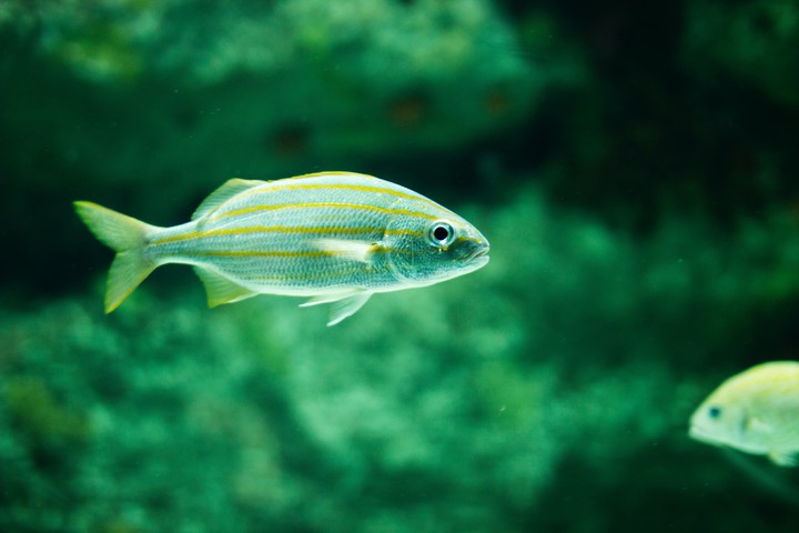 Fish...