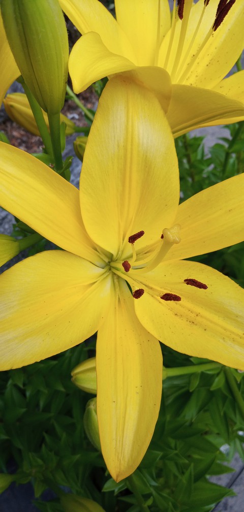 Yellow Flower
