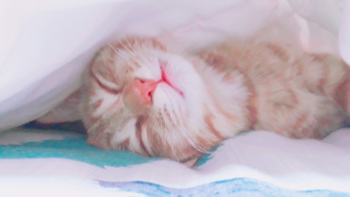 sleeping