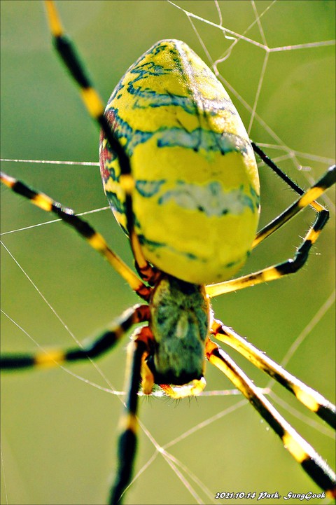 tapety organism, insect