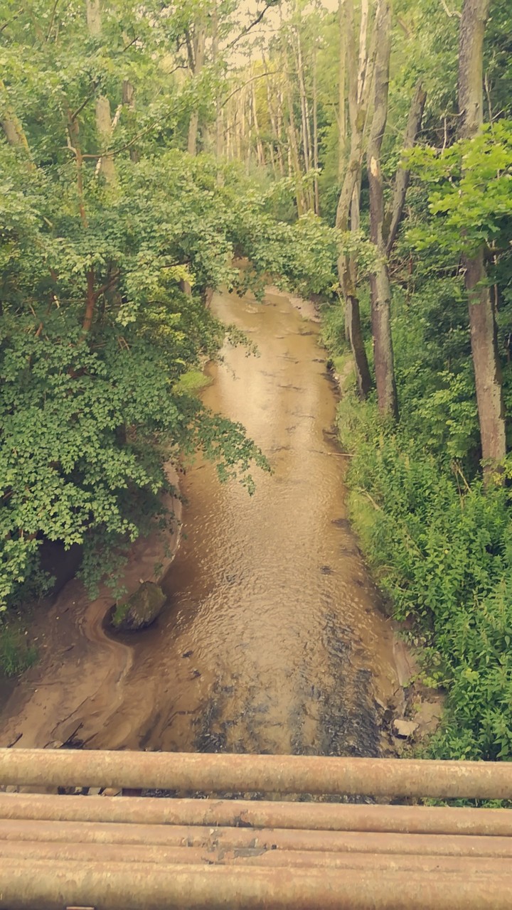 River in the forest.