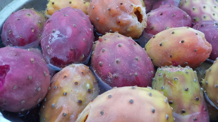 Fichi d'India